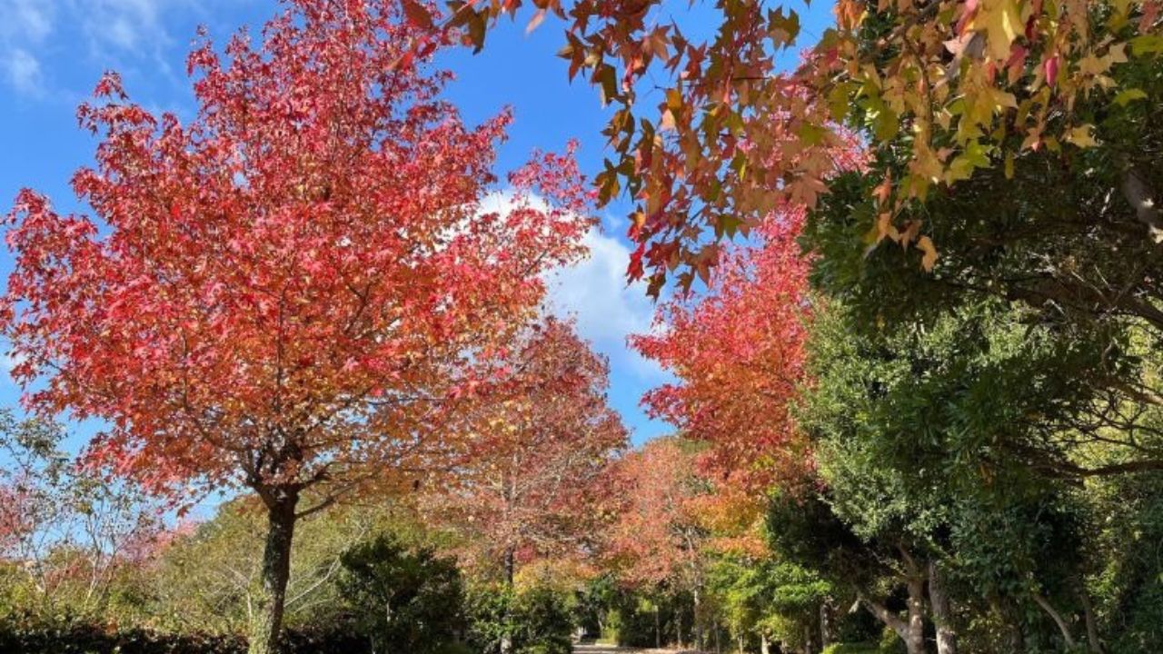 【淡路島の紅葉】見頃とおすすめスポット12選｜ライトアップや紅葉グルメも紹介