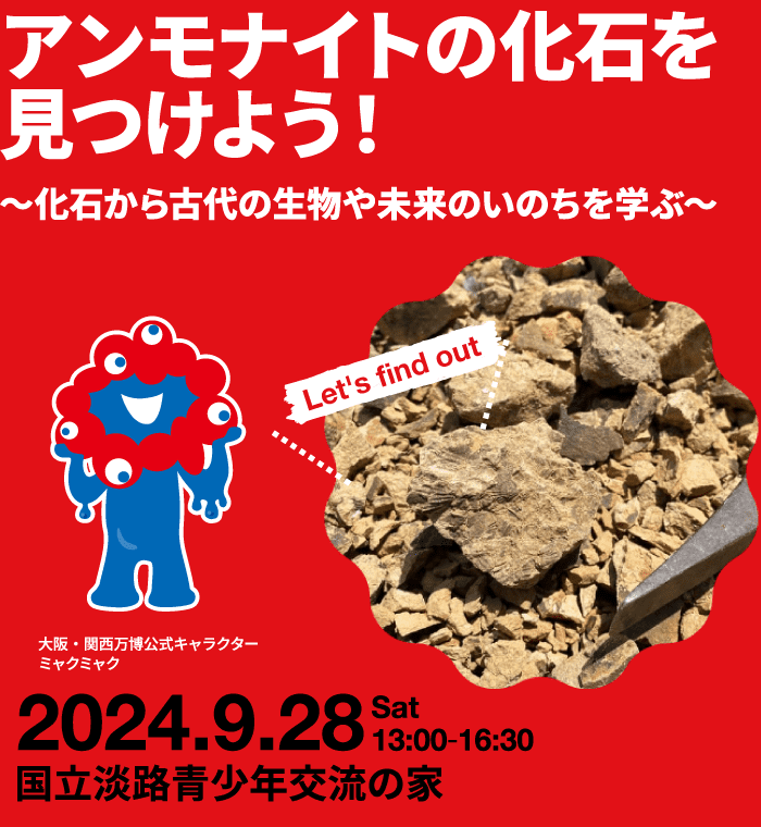 アンモナイト　遺品整理 アンモナイト プラビトセラスの縮小模型 全長8cm その他置物