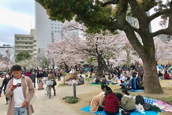   日本の文化を楽しむ 花見＆クリーンアップ活動＠錦糸公園を実施
